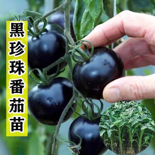 黑珍珠超甜矮生圣女果苗阳台盆栽