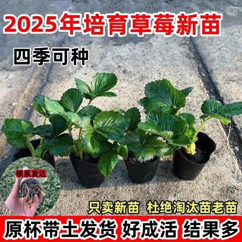 四季草莓苗奶油红颜草莓秧大棚种植草莓盆栽当年结果新苗带土果苗
