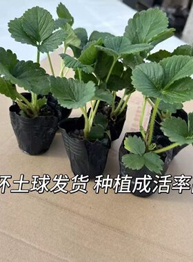 上市新苗草莓苗四季盆栽食用阳台奶油果树果苗种植苗南方当年结果