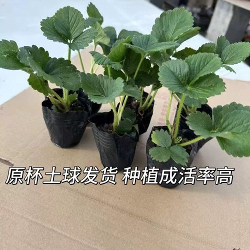 上市新苗草莓苗四季盆栽食用阳台奶油果树果苗种植苗南方当年结果