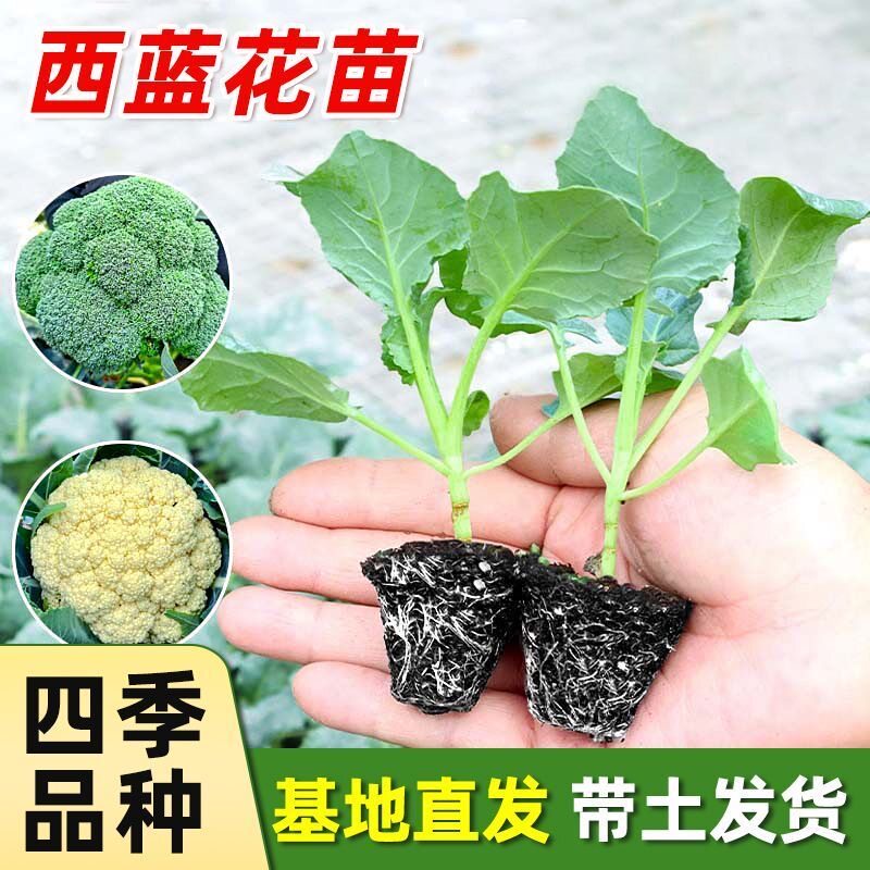 花菜苗抗寒易成活菜花苗批发秧苗白菜花青梗松花椰菜种苗