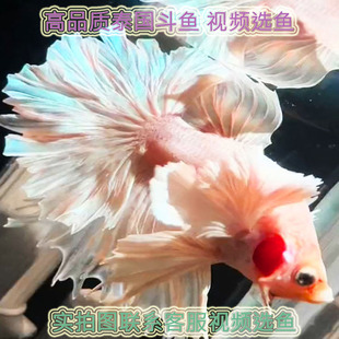 泰国粉色斗鱼精品巨斗大尾巴半月斗鱼视频选活体热带观赏宠物鱼