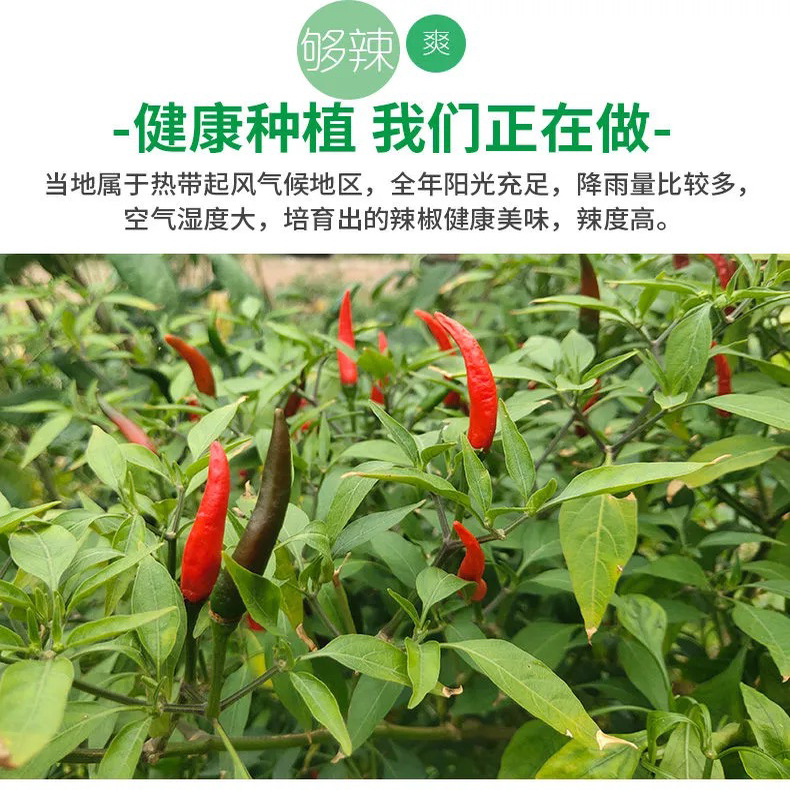 贵州新鲜红辣椒二荆条农家尖椒中辣香辣红线椒剁椒泡椒辣椒酱专用