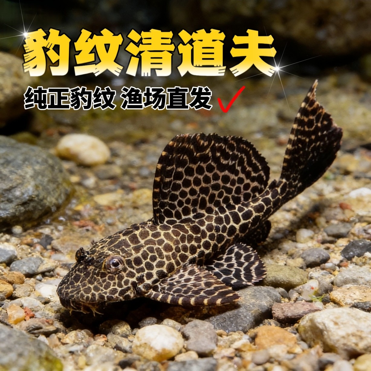 豹纹清道夫鱼热带鱼观赏鱼异形鱼缸清洁鱼吃垃圾吃残渣斑点除藻温