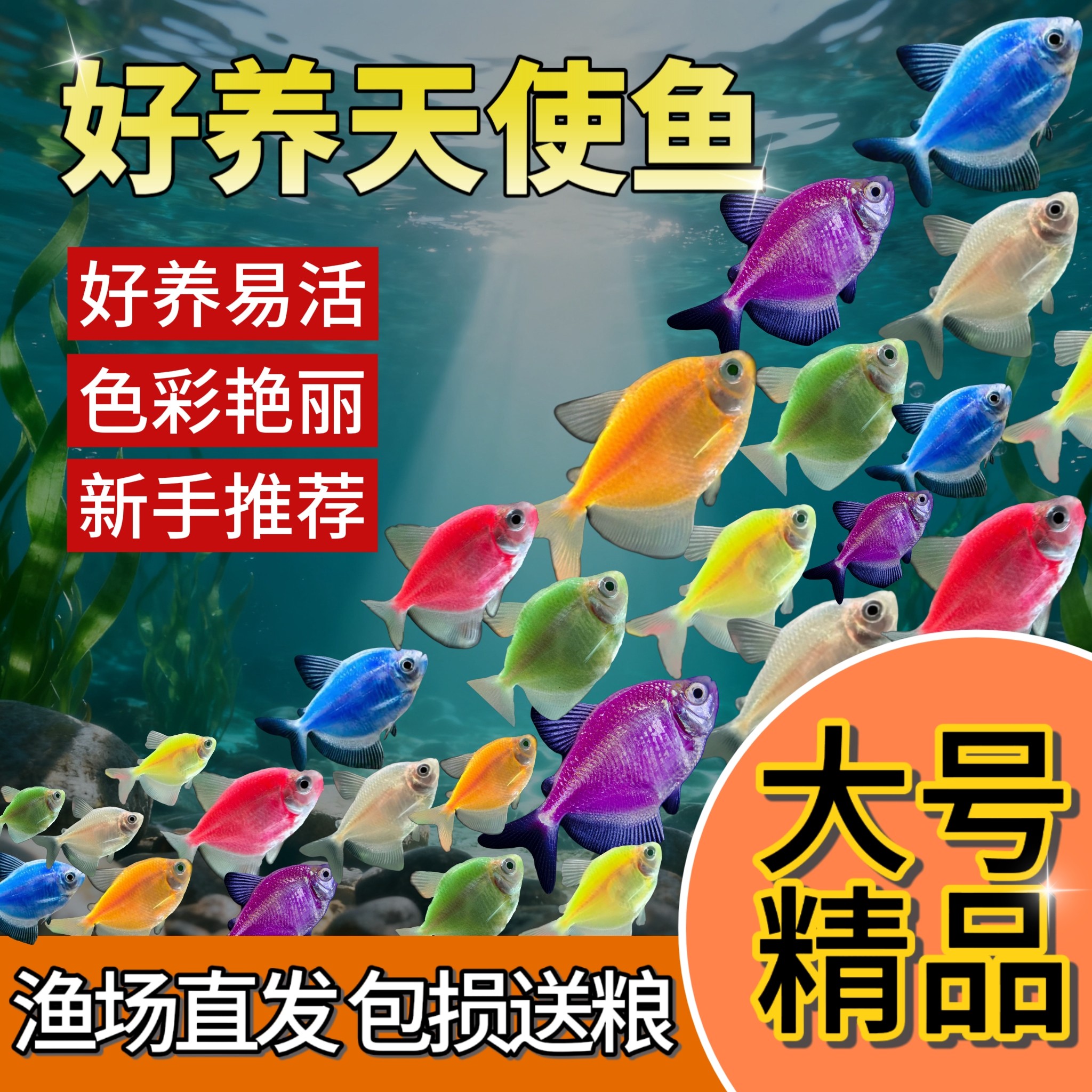 糖果彩色天使鱼好养热带淡水