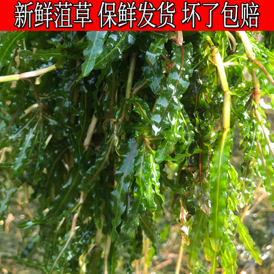 山东菹草金鱼藻绿菊鱼缸