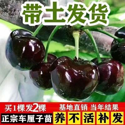 正宗嫁接车厘子树苗特大樱桃南北