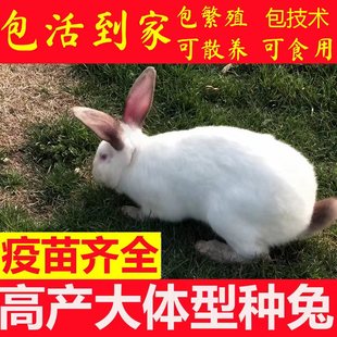 比利时兔子活物成年大型肉兔比利时种兔杂交野兔新西兰八点黑繁殖