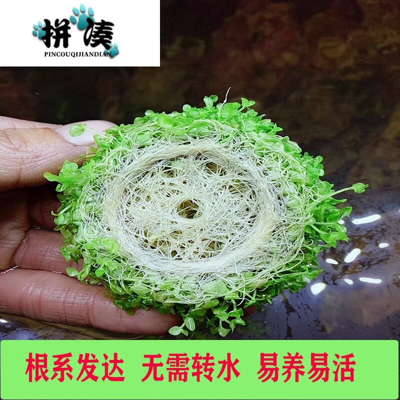 水底植物价格 水底植物图片 星期三