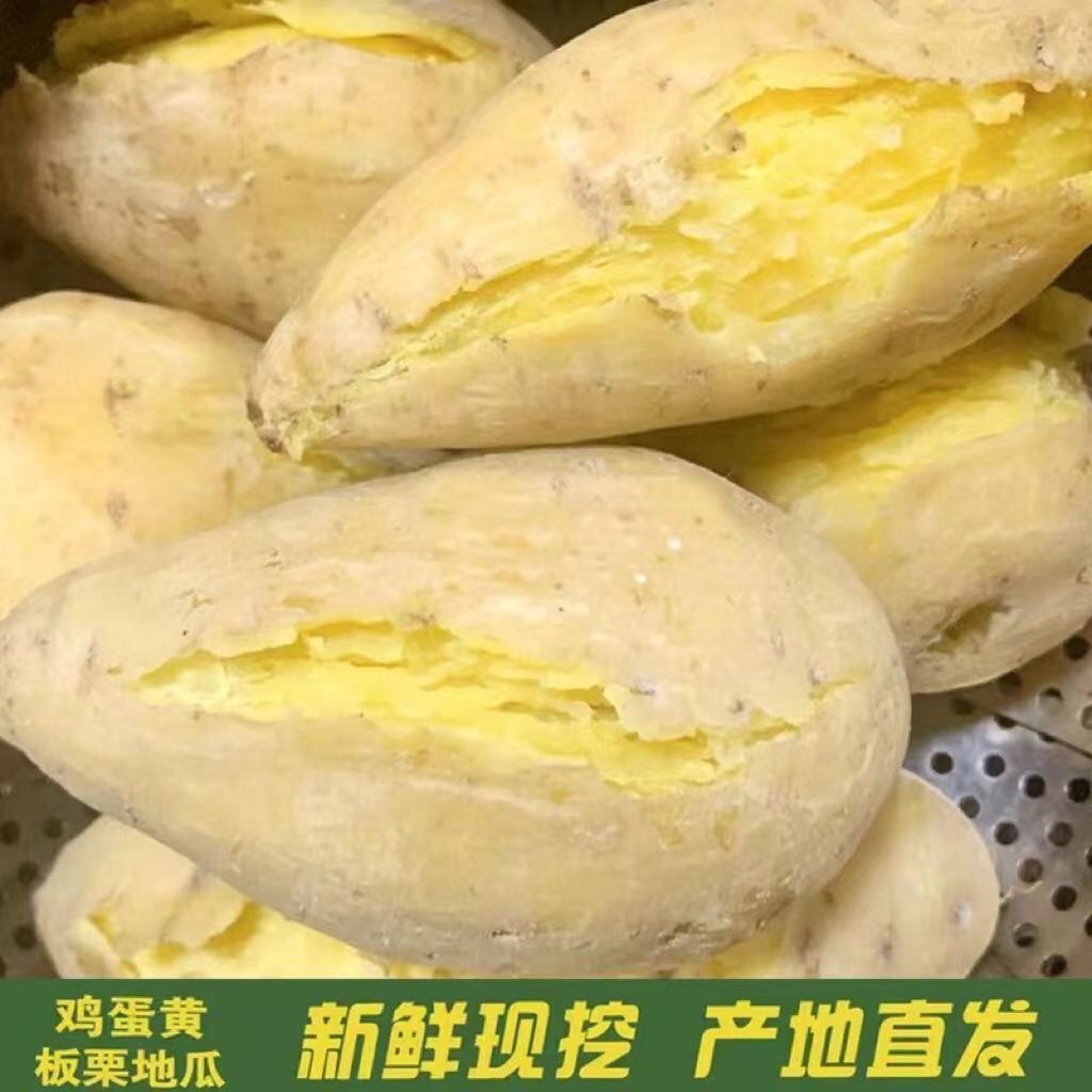 广东潮汕鸡蛋黄心板栗地瓜白皮番薯甜糯红薯新鲜沙地新鲜现挖白薯图片
