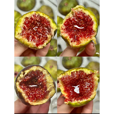 云南树上熟无花果流蜜格莱斯