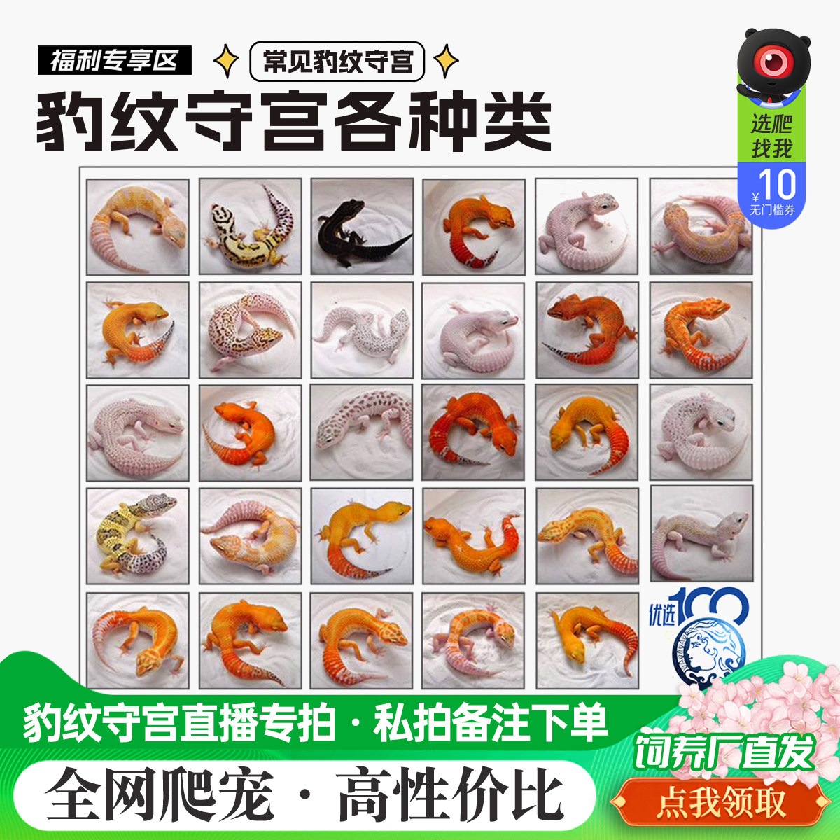 精选爬宠豹纹守宫蜥蜴直播专拍活体懒人好养活新手入门包邮包健康