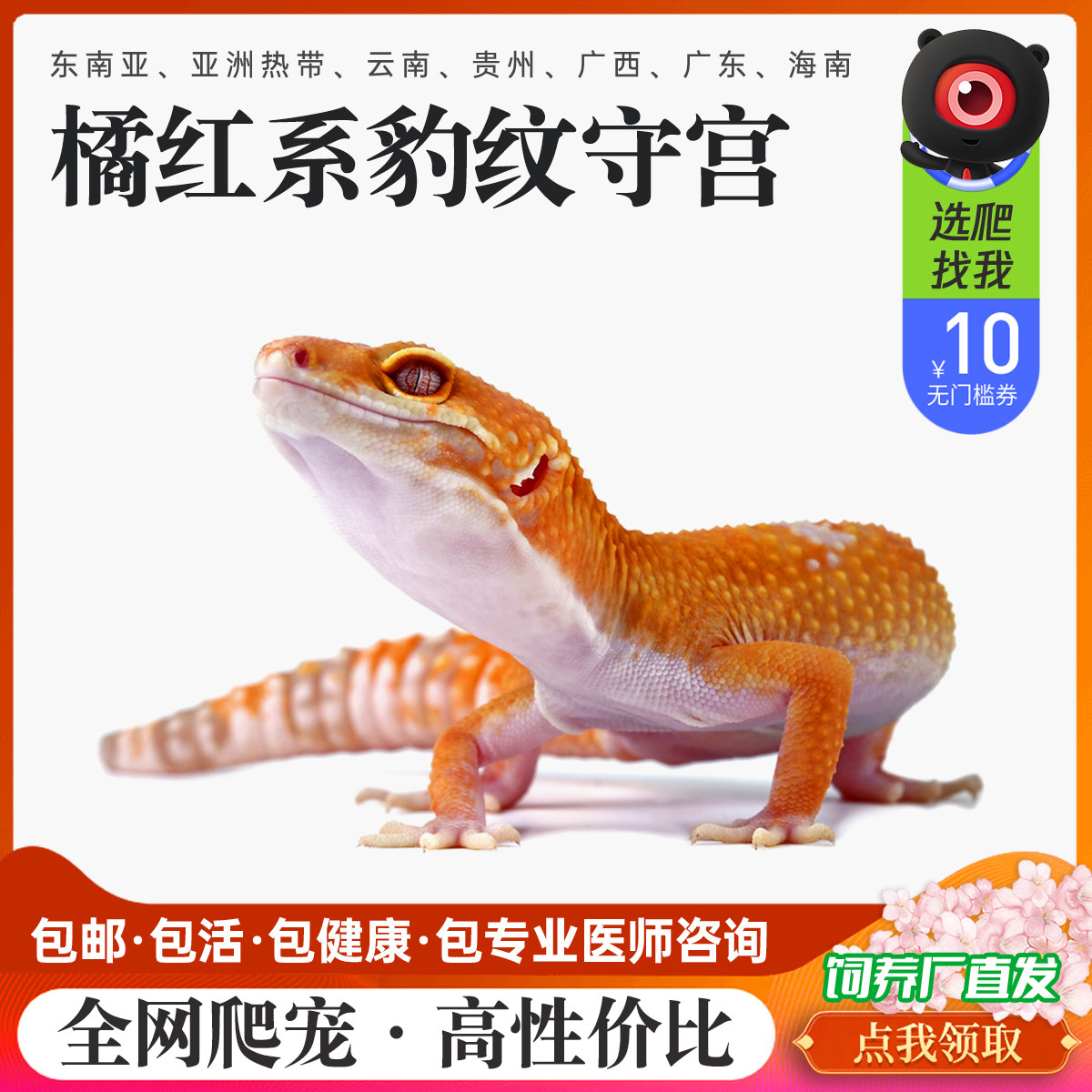 爬宠橘红豹纹守宫宠物蜥蜴幼苗活体懒人爬宠异宠不咬人网红小宠物