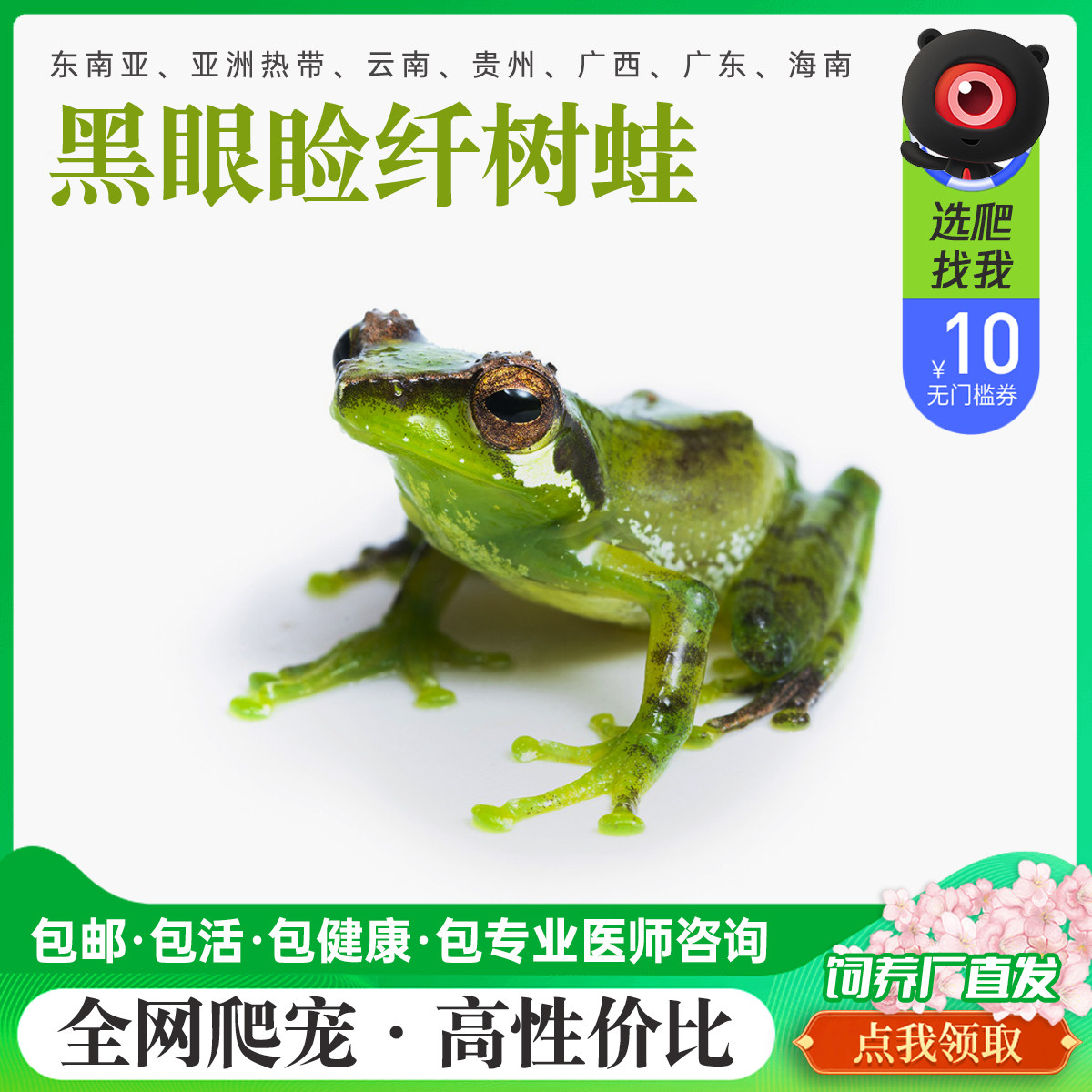 精选黑眼睑纤人工繁育爬宠易饲养