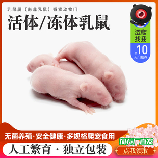 新鲜无菌冻幼鼠乳鼠活体饵营养易吸收宠物食物爬宠冻干高蛋白饲料