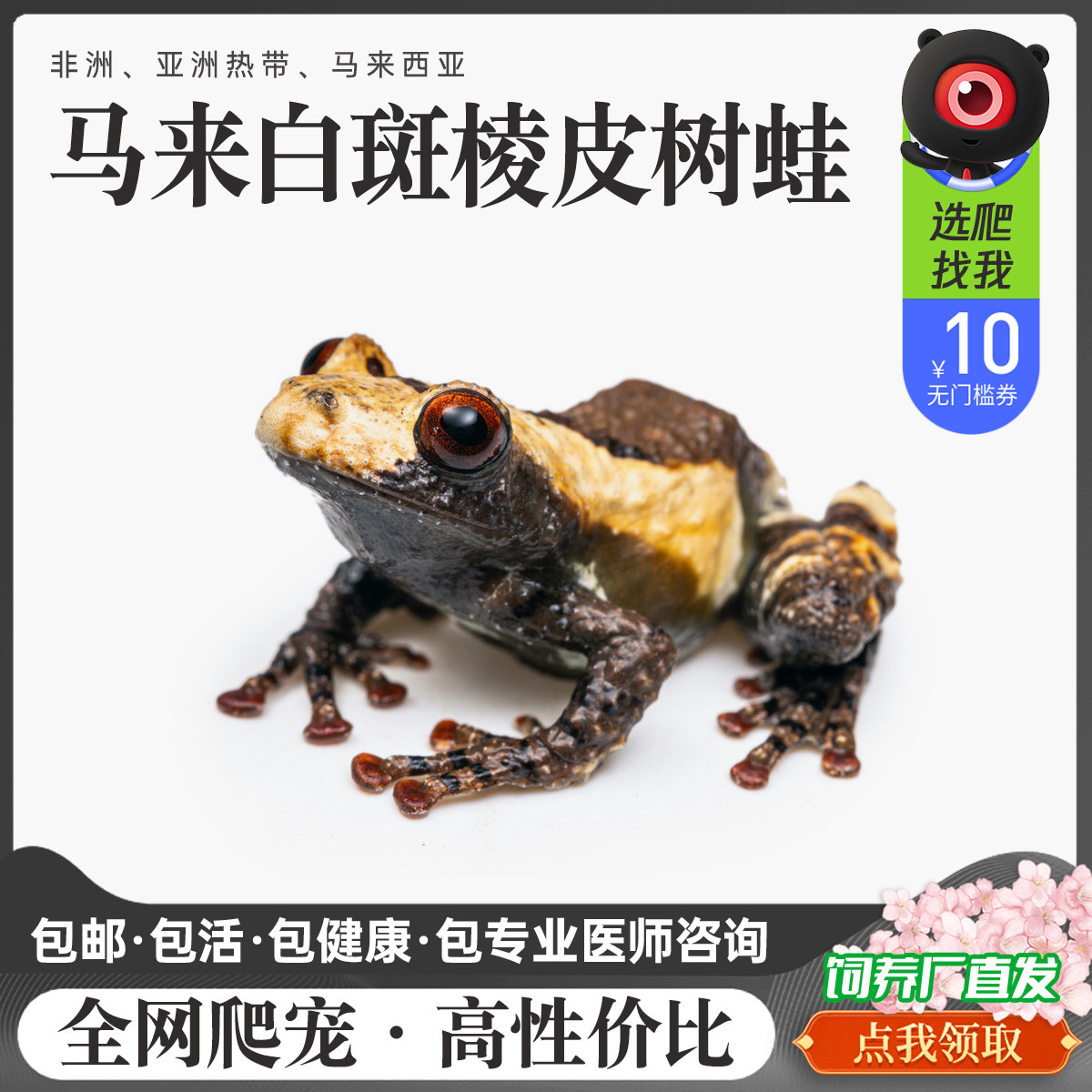 精选棱皮鸟屎人工繁育爬宠易饲养