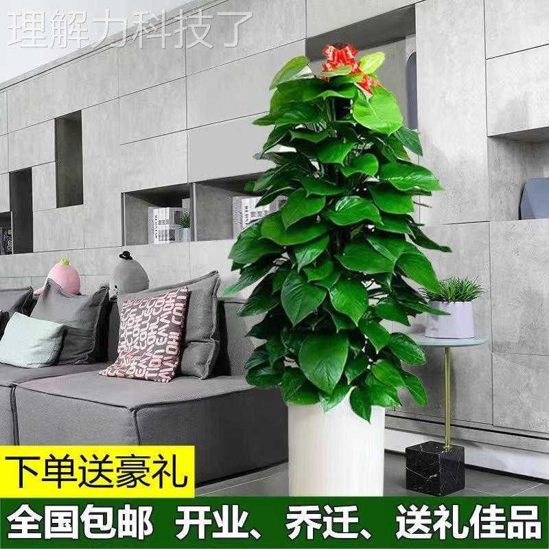 大14548化叶绿萝柱盆栽客厅办养绿植室内吸甲醛净空气公室大型绿