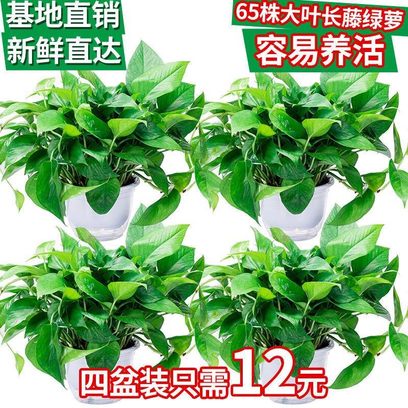 (绿萝盆栽大绿叶绿箩长植物吊兰吸除甲醛绿植藤萝盆栽