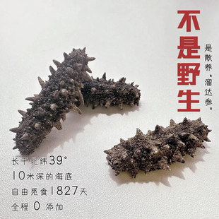 无添加大连围堰淡干海参，深水岩礁高泡发，低盐高蛋白，80-100头