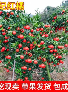 早熟东方红橘子苗树美国蜜糖桔苗世纪红橘盆栽地栽南北方种植果苗