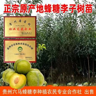 蜂糖李子树苗 贵州六马原产地嫁接李苗 黔李友蜂源盛正宗李子果树