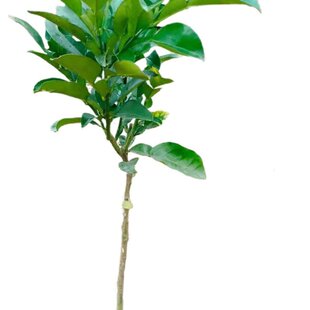 鸡尾葡萄柚苗嫁接柚子树苗南方北方盆栽地栽裸根带土阳台庭院常绿