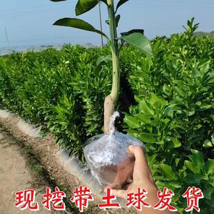 广丰马家柚树苗嫁接特大庭院地栽红心柚子苗盆栽三红柚苗当年结果