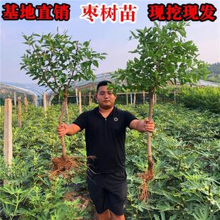 嫁接枣树苗金丝结果和田冬枣苗特大种植当年沾化南方北方地栽活苗
