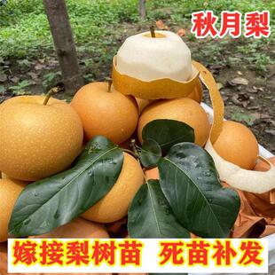 嫁接秋月酥梨树苗特大晚熟梨苗南方北方种植果树盆栽地栽当年结果