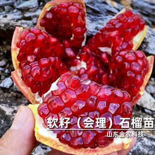 四川会理石榴树树苗软籽高甜庭院盆栽地栽当年结果果树果苗