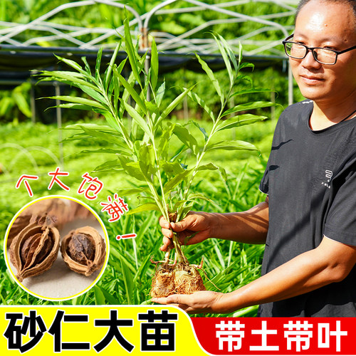 正宗阳春春砂仁苗新鲜现挖砂仁中药苗种植砂仁苗药材特产煲汤沙仁