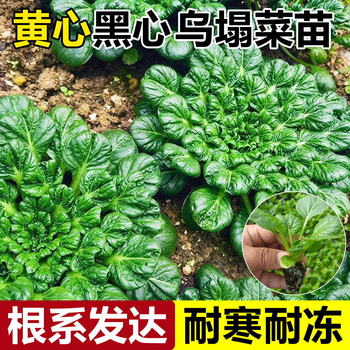 乌塌菜苗秧苗秋冬耐寒菊花菜火锅菜青菜四季蔬菜种植室内阳台盆栽