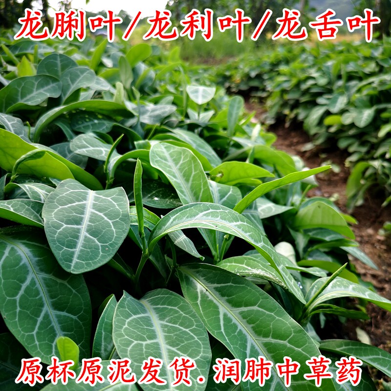龙舌叶种苗中草药苗龙舌叶树苗