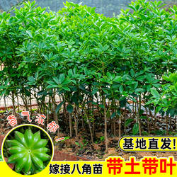 正宗嫁接八角树苗盆栽地栽四季种植带土带叶大红八角苗南北方可种