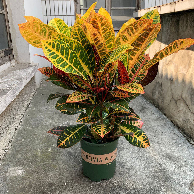 变色木盆栽七彩变叶木花卉室内阳台室外盆景绿化苗洒金榕观叶植物