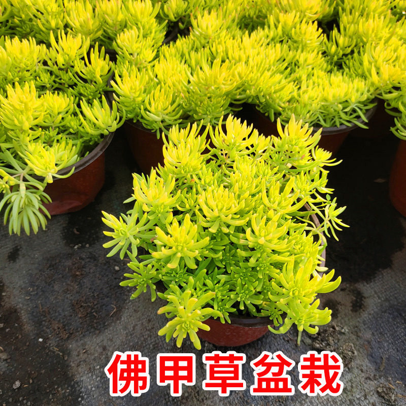 佛甲草盆栽苗花镜植物庭院种植万年草半支莲盆栽垂吊植物基地直发