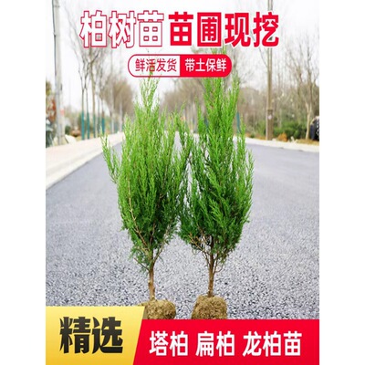 塔柏树苗松柏龙柏扁侧柏四季常青绿化苗木宝塔松耐寒耐旱易成活