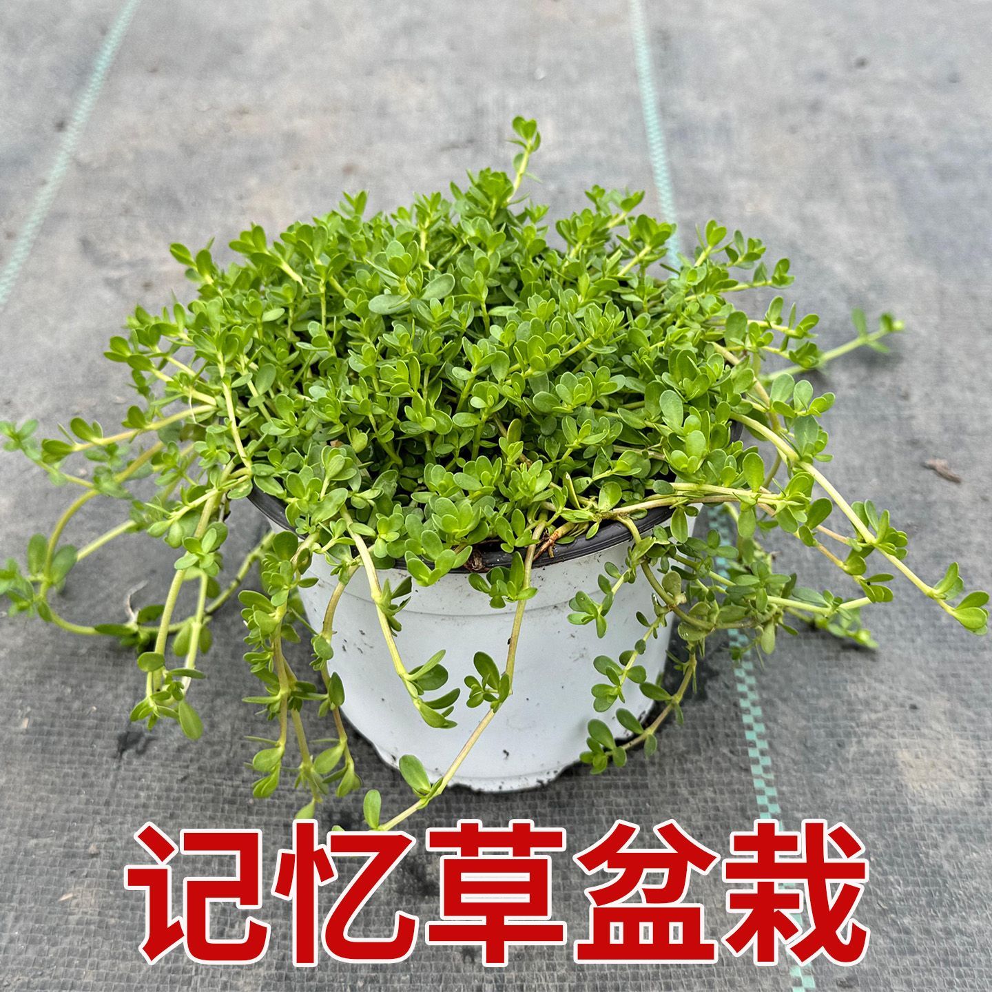 记忆草盆栽可垂吊花卉白色小花室内阳台记忆草耐寒耐热中草药绿植