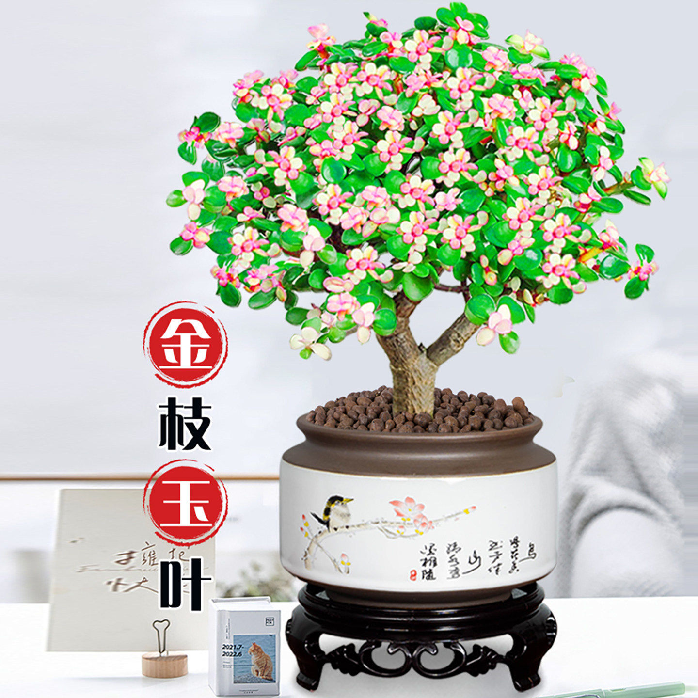 金枝玉叶盆景老桩盆栽水培多肉植物室内办公桌面绿植花卉好养肉肉