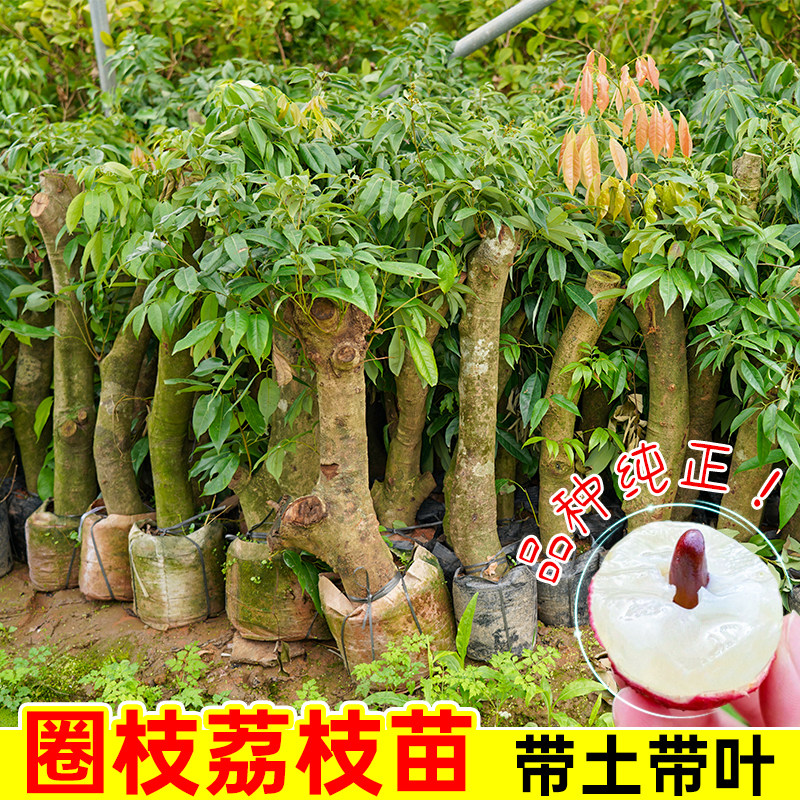 高压圈枝荔枝树苗带土带叶老桩桂味荔枝苗矮化嫁接妃子笑荔枝树苗