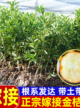 脆皮金桔带叶发货盆栽树苗四季果树可食用橘子苗脆皮金橘脆蜜金桔