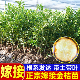脆皮金桔带叶发货盆栽树苗四季果树可食用橘子苗脆皮金橘脆蜜金桔
