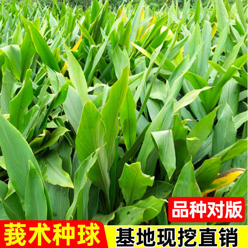 正宗改良莪术种植苗青姜中草药材种头姜黄温郁金花苗地栽盆栽姜黄