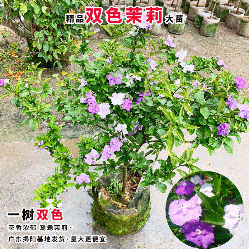 双色茉莉花苗鸳鸯茉莉花盆栽浓香型茉莉多色茉莉花苗阳台庭院植物