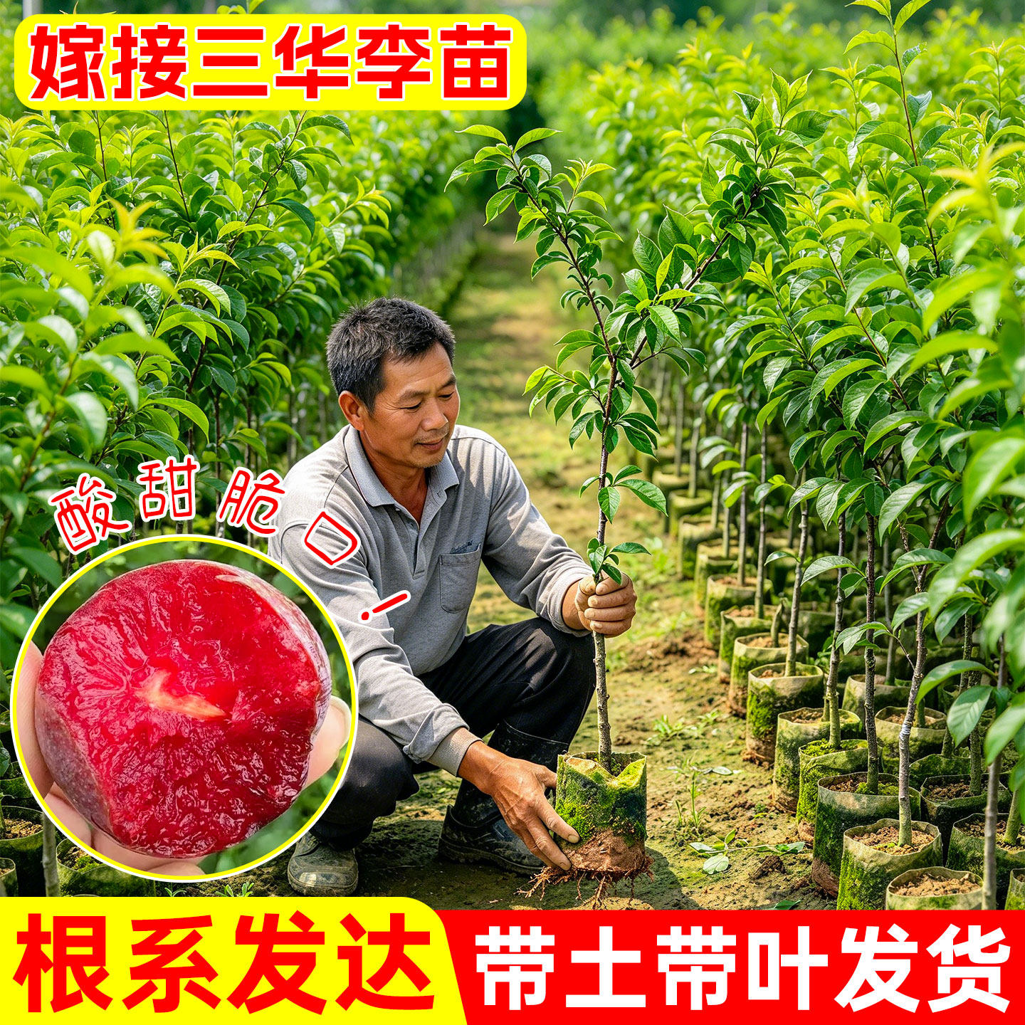 前排三华李苗带土带叶嫁接高产