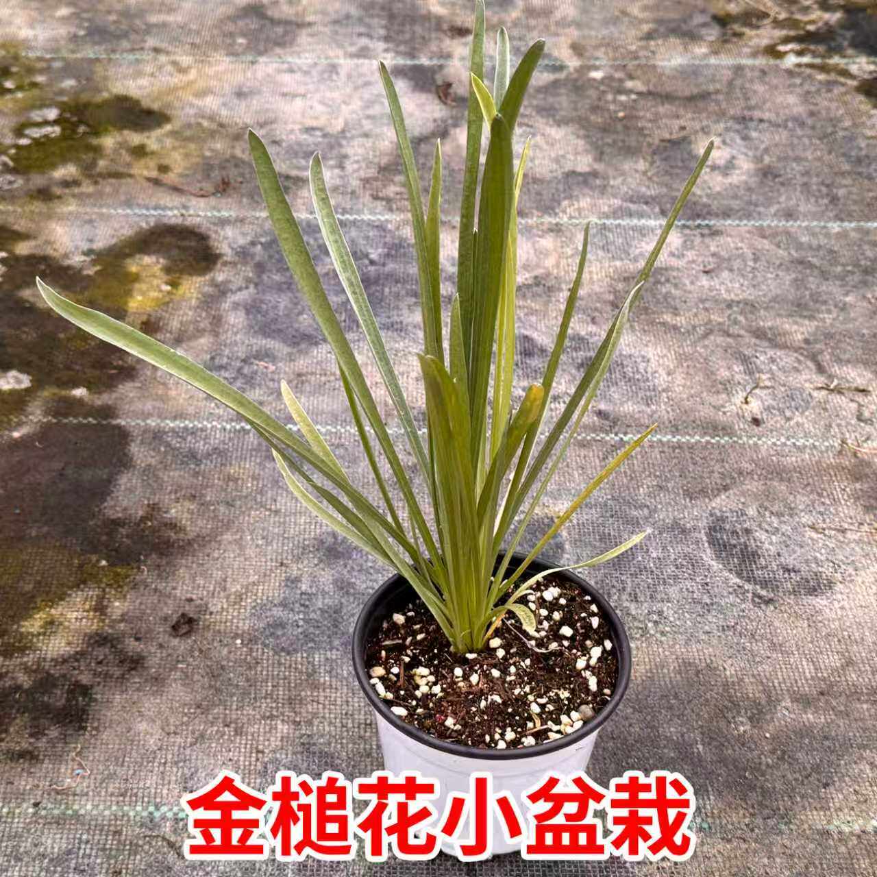 金槌花盆栽苗棒棒糖黄金球澳洲鼓槌菊可切花干花庭院观赏盆栽花卉