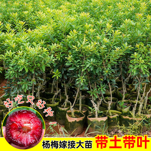 东魁杨梅树苗营养杯苗包成活