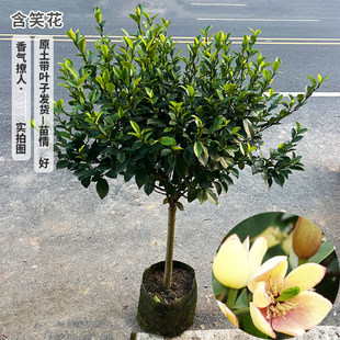 含笑花苗盆栽浓香型花卉观花植物庭院树苗含笑香蕉花芳香四季常青