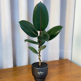黑金刚橡皮树盆栽室内绿植物好养四季好养易活橡胶树植物净化空气