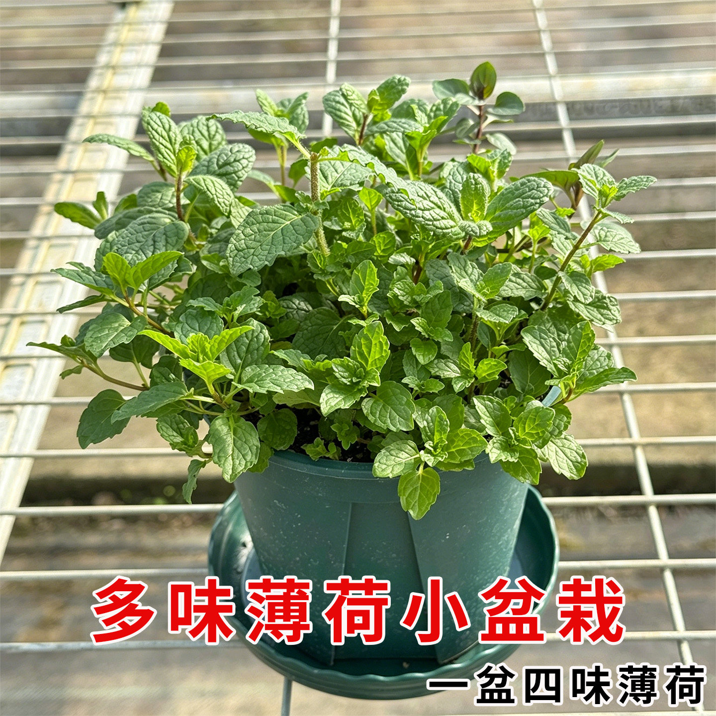 多味薄荷盆栽可食用薄荷叶易种好养驱蚊植物室内四季可种新鲜绿植